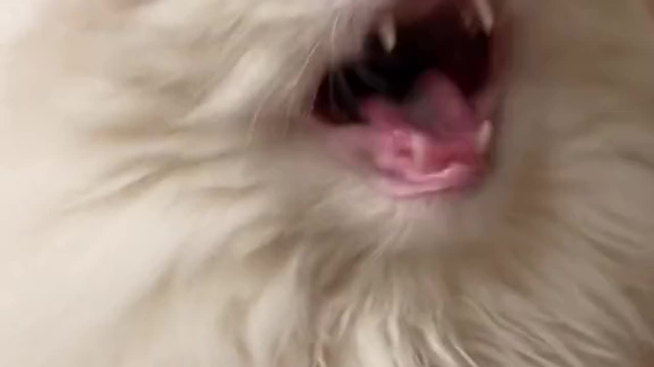 Cute cats video compilation 117