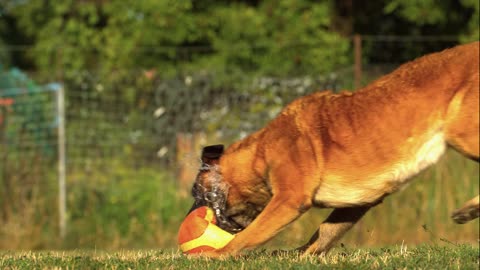 The best video of a dog in very slow motion