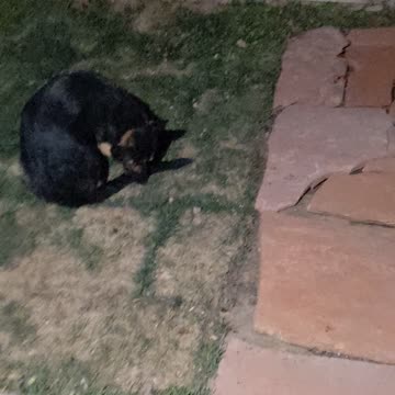 Did We Come Out Here Just So You Could Bite Your Tail? Ok, Doggie!