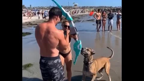 Funniest Animals 🐧 - Best Of The 2020 Funny Animal Videos 😁 - Cutest Animals Ever