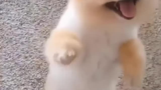 😆Tiny pup can't stop jumping to get food [the hungry puppy]