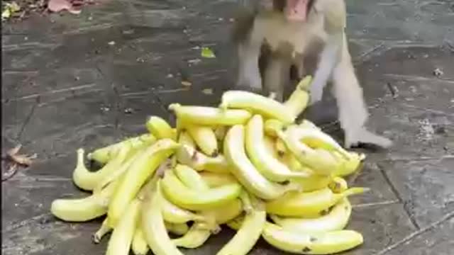 Mankey bananas waiting monkey youtube video eating