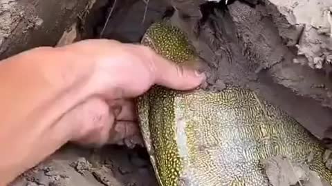 This is a beautiful and charming water-dwelling species