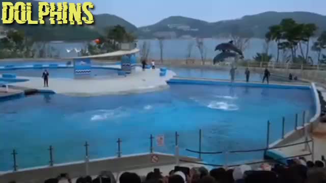 THE BEST DOLPHIN SHOW