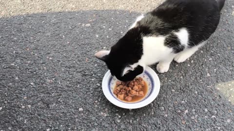 Adorable Cats Enjoy Their Mealtime!”