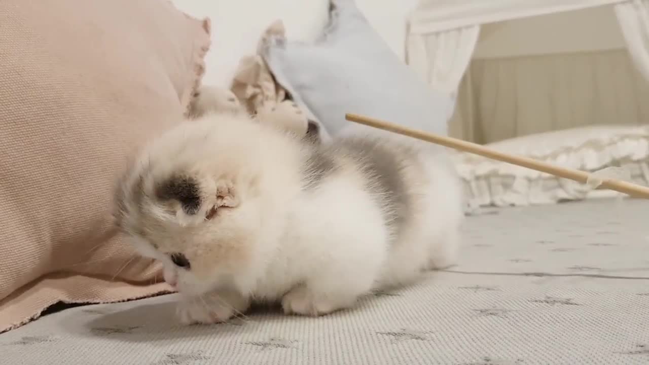 the cute kitten videos short leg cat