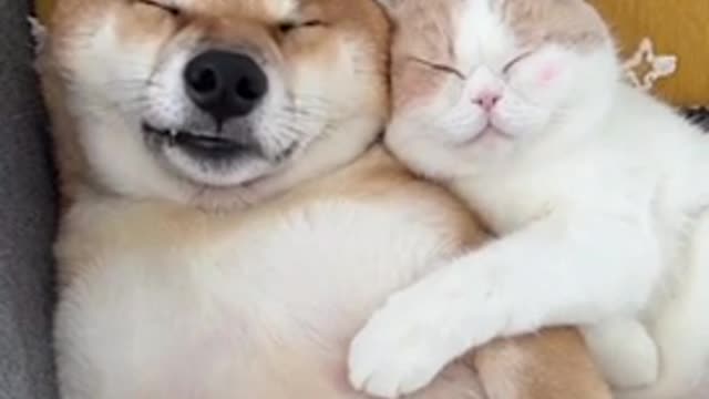 Cute cat and dog cute #dog short video- cute puppy shorts- #short #shortvideo #firstshortvideo