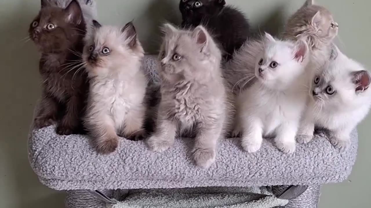 Cute cates