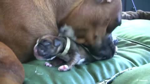 Watch how the most dangerous types of dogs give birth