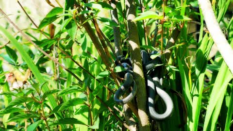 Black Racer Snakes mating and hummingbirds