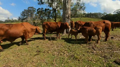 25 - No 3 has a Baby Heifer Calf 15.10.21