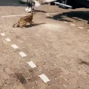 فرصه لن تتكرر cat paxi animal cute #viral #video #shorts