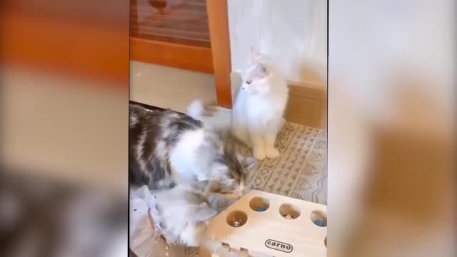 Cute and Funny dogs and cats 024