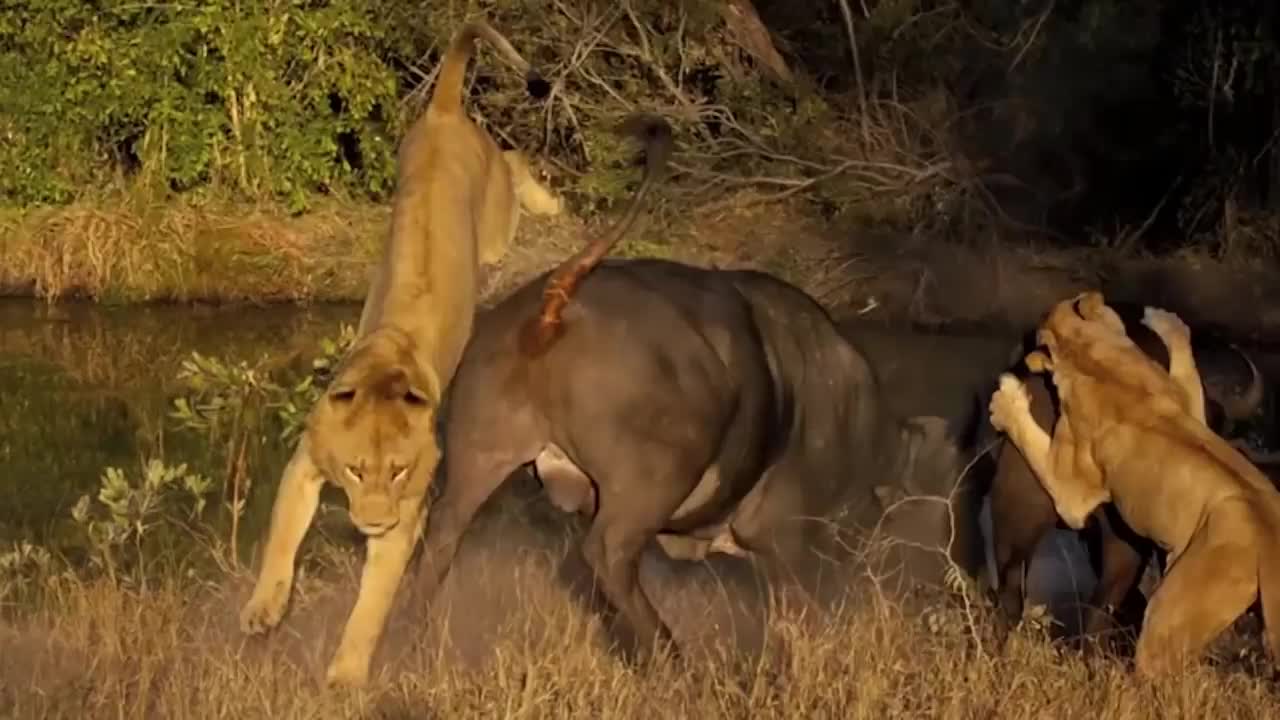 Buffalo tortured Lion catastrophically, defeat Lion with powerful stabs with sharp horns