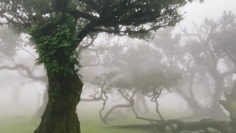 walking through a fairy garden