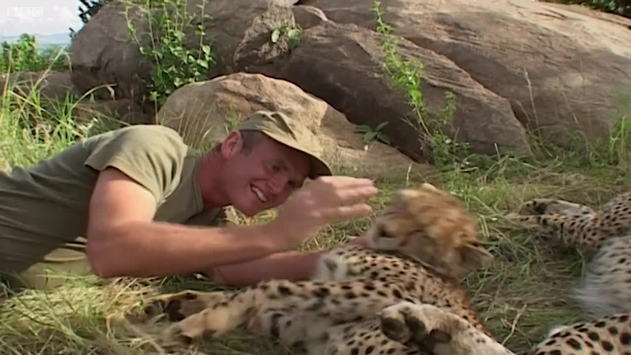 Young Cheetah's Close Call While Hunting | BBC Earth