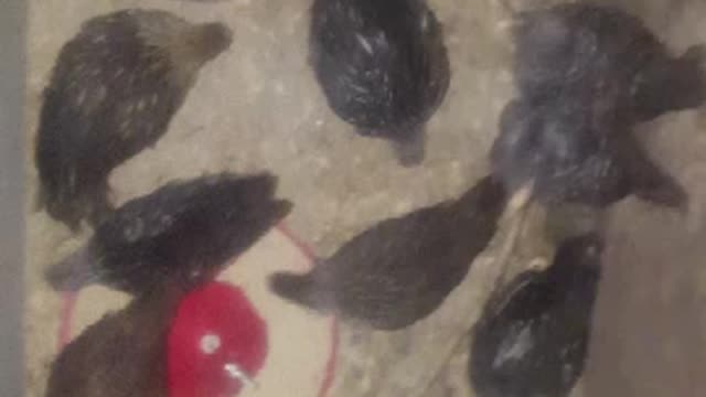 the small chicks