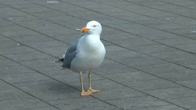 white lost bird on square park