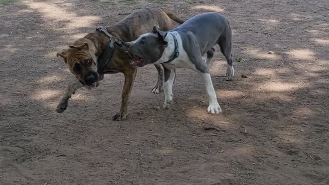 Dog park fun