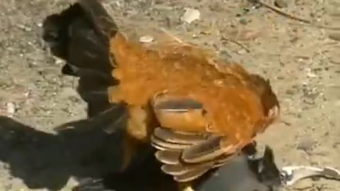 chicken kills a hawk