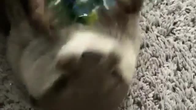 A cute Otter plays with a lot of marbles