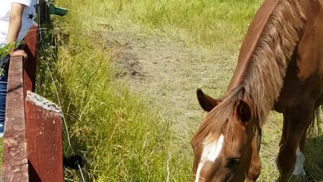 Swedish horse