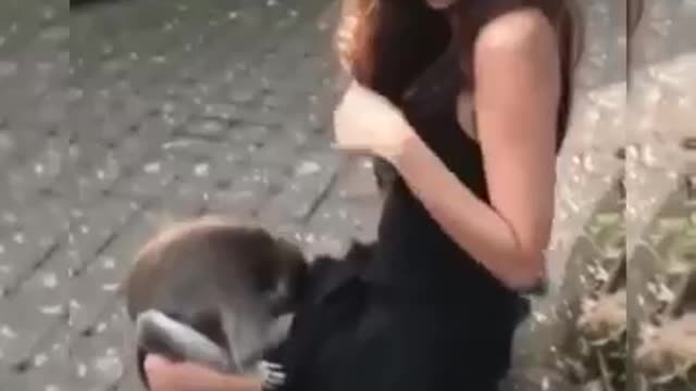 Compilation of naught monkeys bothering sexy girls