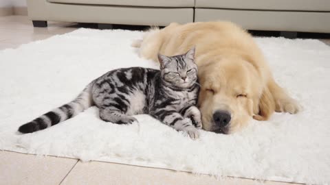 How Kitten and Golden Retriever Prepare for a Sweet Sleep