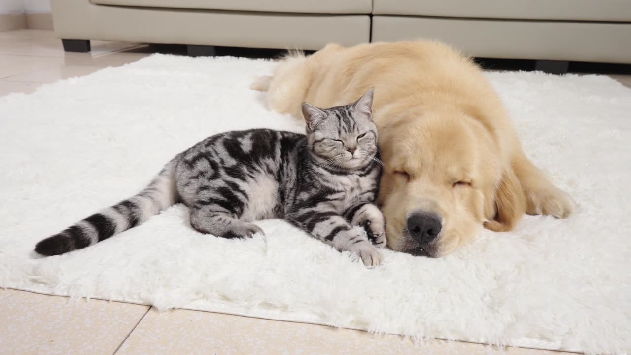 How Kitten and Golden Retriever Prepare for a Sweet Sleep