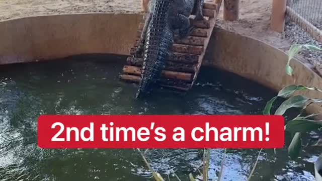 Wow, crocodile, do you like it