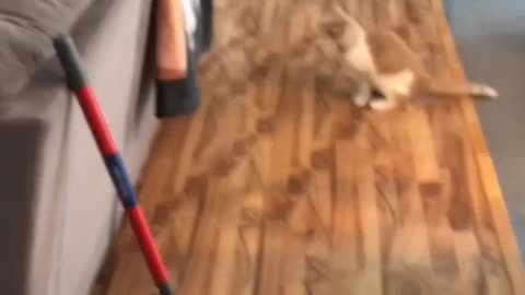 funny cat🐈🐈