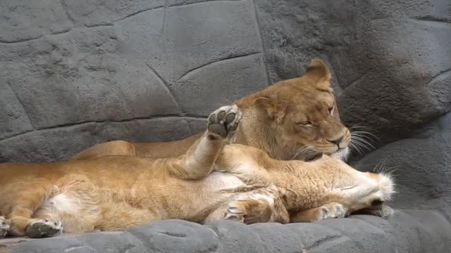 Lion lick up lion