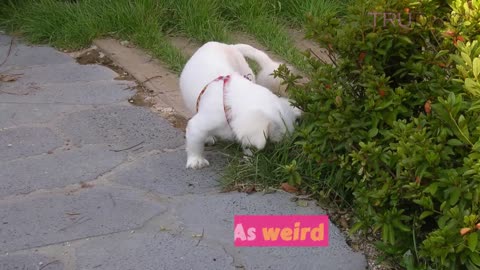 Why Do Dogs Take Forever To Pick A Spot To Poop?