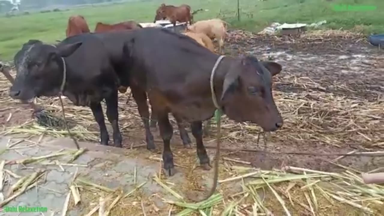 Cute cow eating grass