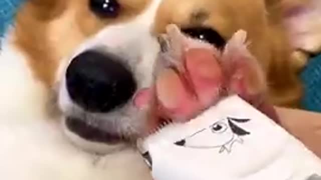 Funny dog massage viral clip update video