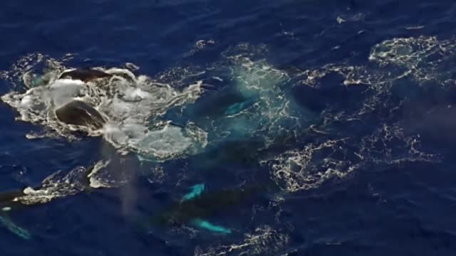 Whale in the ocean how beautiful