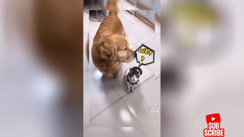 Funny moments with your pets.