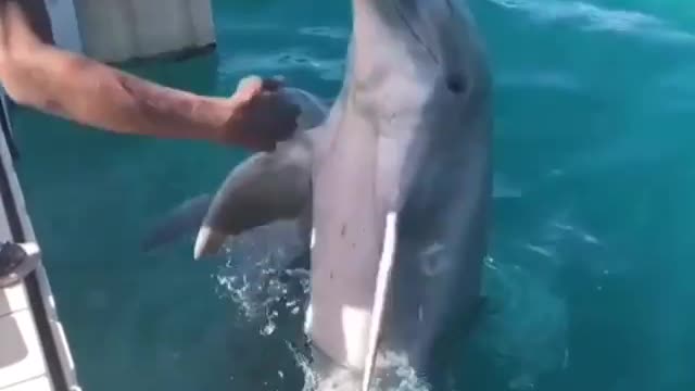 dolphins being trained