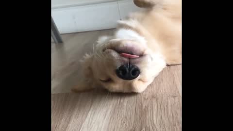 Best Animals 2 Minutes of Funny Cats and Dogs Videos