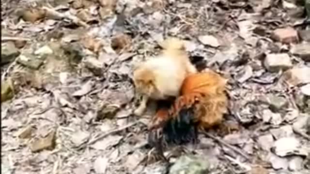 FUNNY CHICKEN AND DOG FIGHT YOU CANNOT STOP LAUGHING