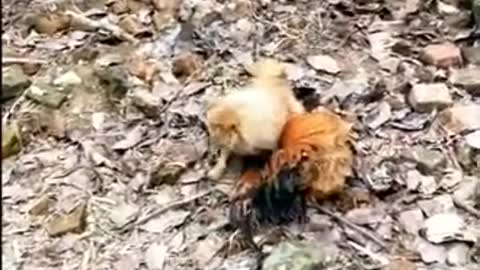 FUNNY CHICKEN AND DOG FIGHT YOU CANNOT STOP LAUGHING