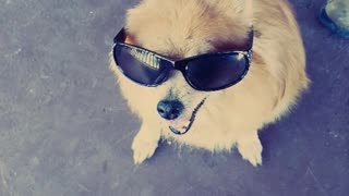 Toby rocks