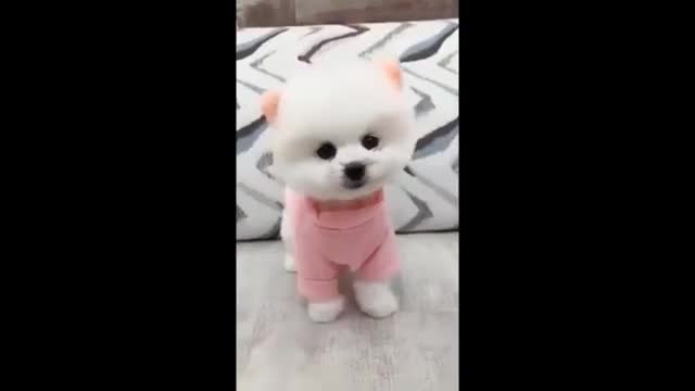 Funny Animals & Cuteness 🐕Dogs compilation,Best Of The- 2021