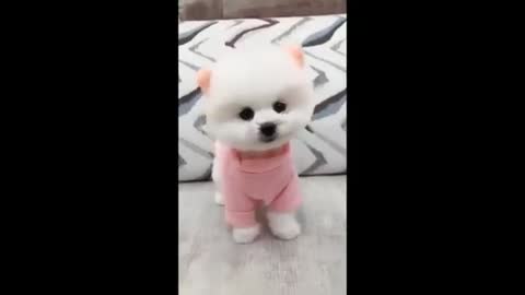 Funny Animals & Cuteness 🐕Dogs compilation,Best Of The- 2021