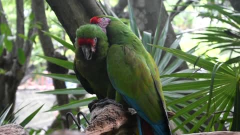 PARROT LOVE VIDEO