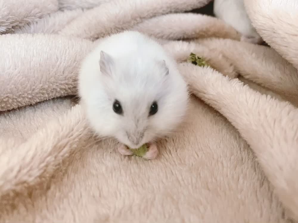 Cute hamster eating dried vegetable