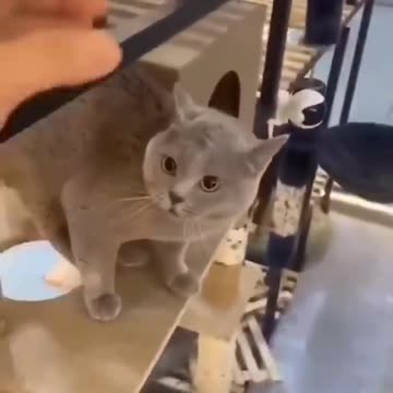 What I am doing 😂 🤣 Naughty 😉😉 Cats 🐈🐈🐈😺