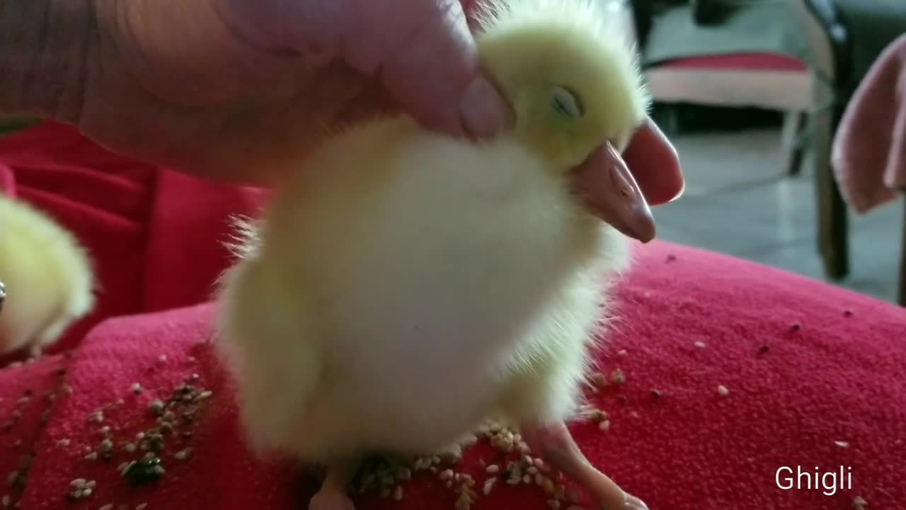 Cute baby gosling sleeping