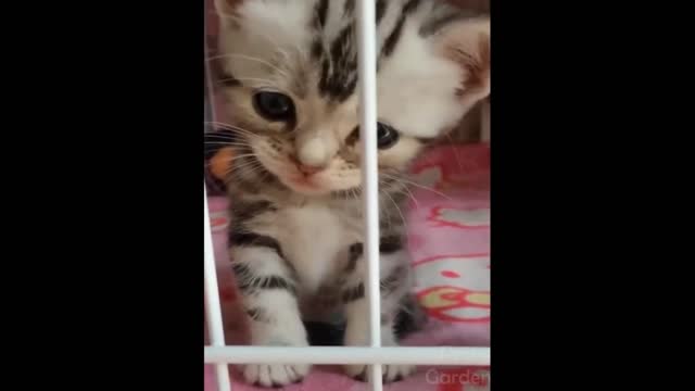 Funny cats and dogs, animals compilation 1