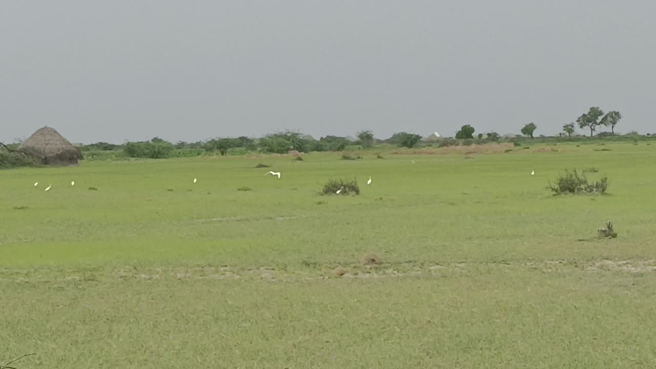 Tharparkar green